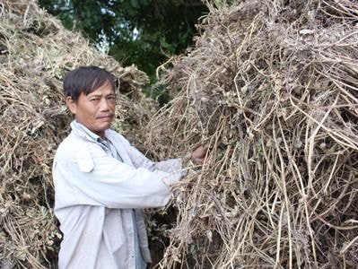 Nắng nóng, nông dân đổ xô đi nghiền cây khô làm thức ăn cho gia súc