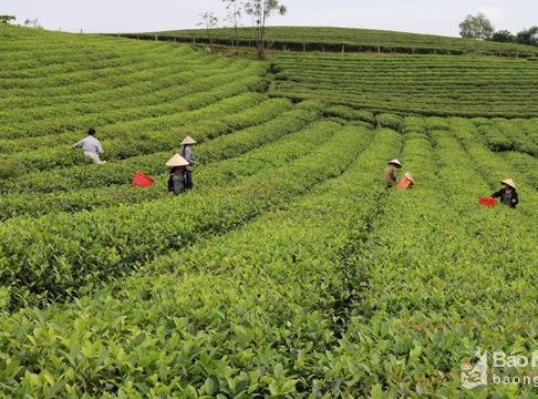 Phương án sắp xếp 12 doanh nghiệp nhà nước ở Nghệ An