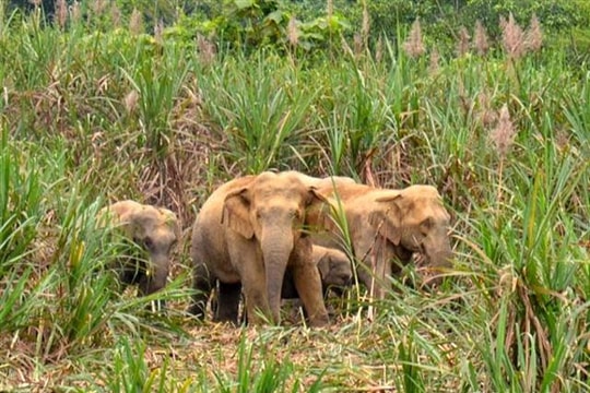 Theo dấu chân voi rừng Nghệ An