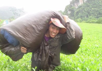 Con Cuông: Vui vụ chè được mùa, được giá