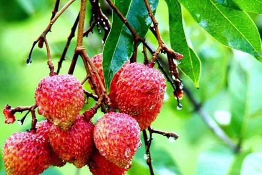 Ăn vải giúp giảm cân