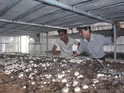 Quý tử 'phá gia' và giấc mơ nấm bông