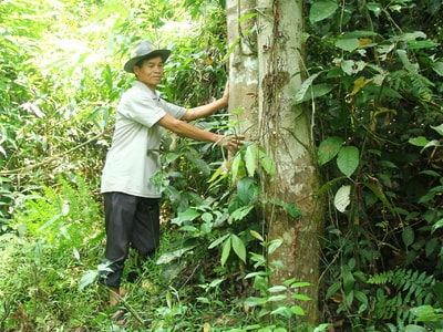 Cách giữ rừng của người dân bản Hốc