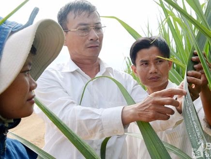 Trạm trồng trọt và BVTV Anh Sơn đồng hành cùng nhà nông