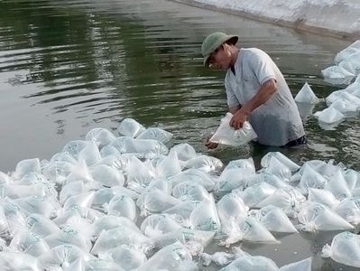 Diễn Châu thả nuôi hơn 100 ha tôm vụ 2