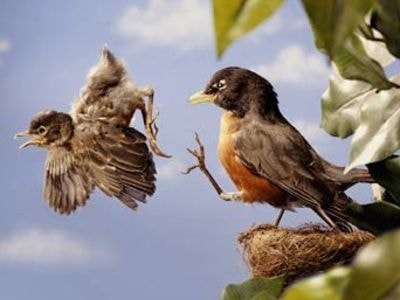 Bảo vệ con thái quá: Bố mẹ biến con thành 'cây trồng trong nhà kính'