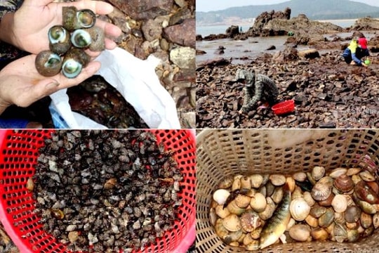 Săn đặc sản biển chỉ có mỗi tháng 1 lần ở Mũi Rồng