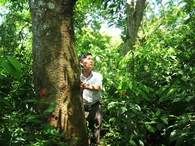 Chuyện ở Nghệ An: Giao rừng cho dòng họ giữ