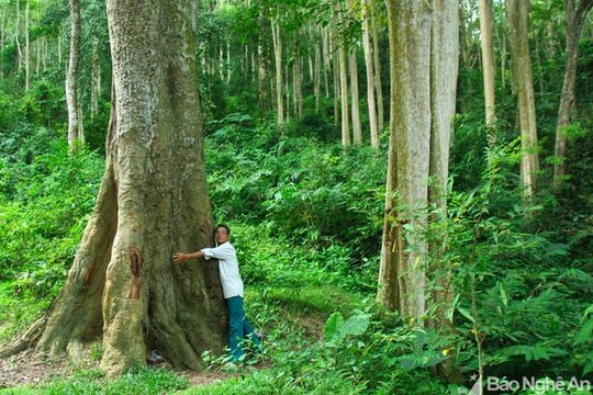 Khu 'rừng cấm' của người Thái ở Tương Dương