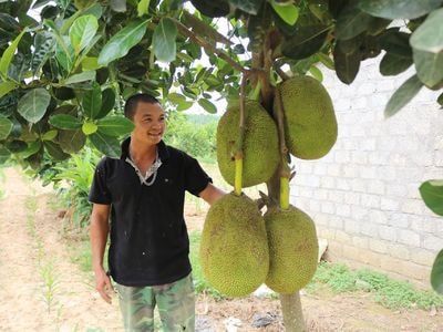 Trồng mít Thái trên đất Anh Sơn