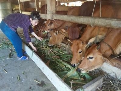 Trên 3.000 hộ ở Thanh Chương nuôi bò nhốt hàng hóa