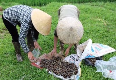 Anh Sơn 40 ha lúa hè thu mùa bị nhiễm ốc bươu vàng