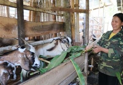 Bò, lợn rớt giá, người nuôi dê vẫn có thu nhập ổn định