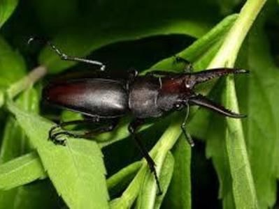 Những loài côn trùng có ích bà con nông dân nên biết