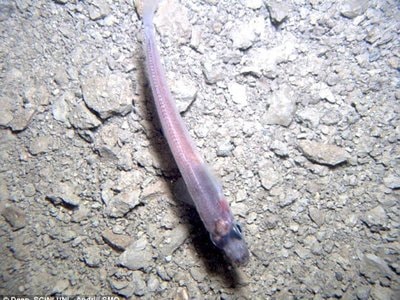 Phát hiện cá, tôm sống dưới lớp băng dày ở Nam Cực