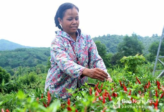 Nông dân miền núi 'cay' vì không bán được ớt