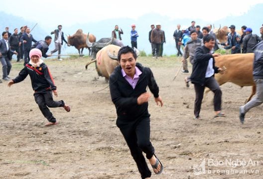 Những pha chọi trâu bò nguy hiểm ở Nghệ An