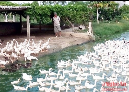 Cử tri Diễn Châu: Phát triển nông nghiệp không thể dựa vào việc 'giải cứu'