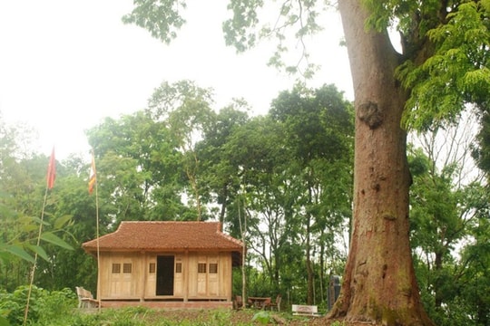 Chiêm ngưỡng cây lim 1.000 năm, cao 45 mét