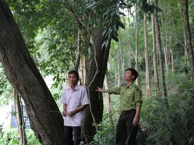 Trao 'bìa đỏ' đất rừng cho người dân ở Tương Dương (Nghệ An)