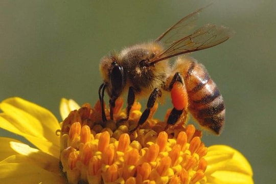 Não bộ ong có thể là tiền đề cho bước nhảy vọt trong công nghệ camera