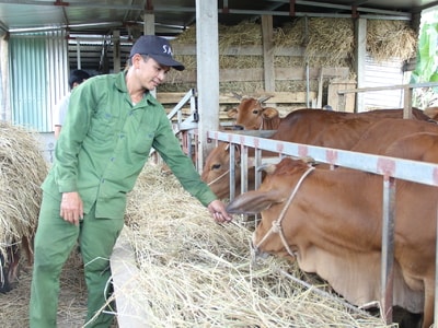 Hiệu quả nghị quyết về phát triển chăn nuôi ở Quỳ Hợp