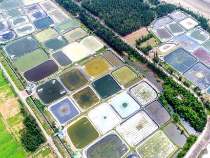 Nông dân Nghệ An thu tiền tỷ nhờ nuôi tôm trên cát