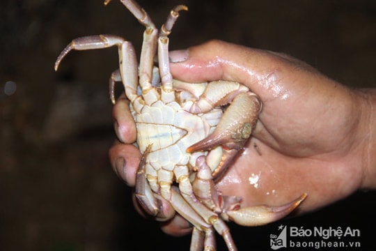 Độc chiêu dùng mắm tôm săn cua đá ban đêm