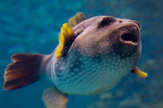 10 loài vật có độc chết người bạn cần biết