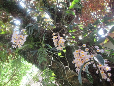 Cần ngăn chặn tình trạng tận diệt lan rừng ở Con Cuông