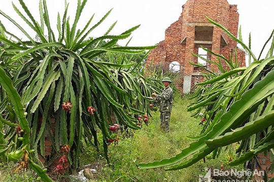 Nghi Lộc: Thanh long chín đỏ rực, thu hút khách hàng