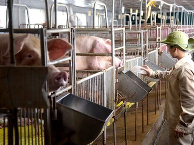 Phát triển kinh tế trang trại, gia trại ở Cẩm Sơn