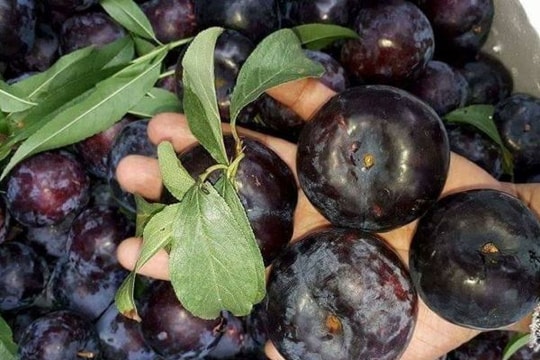 Mới đầu mùa, dân Việt ăn hơn 7.000 tấn mận Trung Quốc