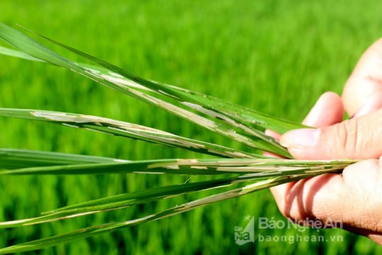 Các địa phương tích cực phòng chống sâu cuốn lá nhỏ