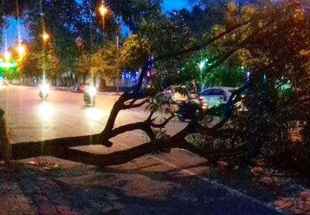 TP Vinh: Cây tràm bật gốc, đè trúng người đi đường