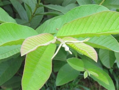 10 cách cực đơn giản chữa hôi miệng triệt để