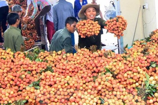 Giá vải thiều Lục Ngạn cao nhất trong lịch sử