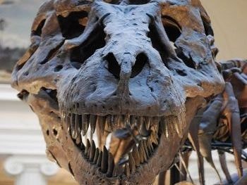 Giới khoa học bối rối vì hàm răng khủng long bạo chúa
