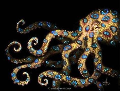 Nhận diện bạch tuộc đốm xanh nghi gây chết người ở Thừa Thiên Huế