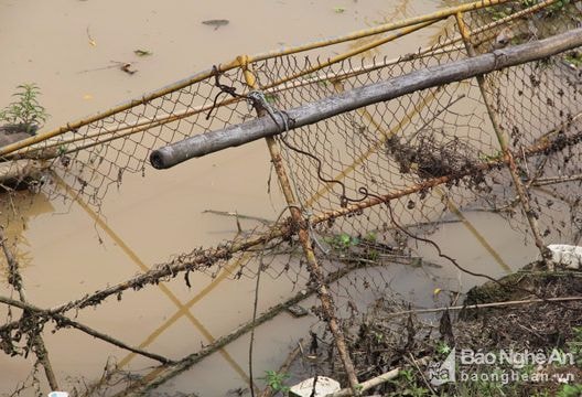 Hàng chục lồng cá ở Tương Dương um tùm cỏ mọc