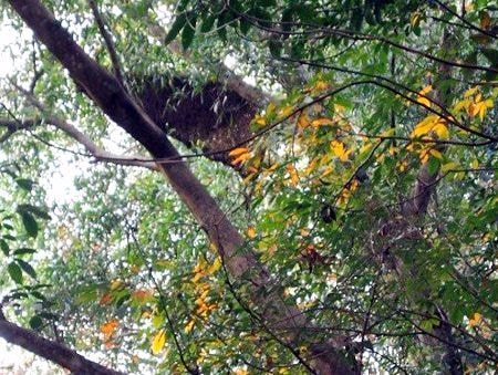 Người đàn ông bắt ong tử vong sau 30 phút bị ong đốt