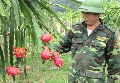 Người Thái đầu tiên trồng thanh long ruột đỏ cho thu nhập cao ở Con Cuông