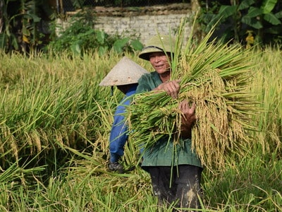 Nỗi lo tiêu thụ nông sản: Bài toán quản lý quy hoạch