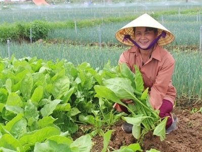 Quỳnh Lưu trồng rau cải bó xôi Nhật Bản cho thu nhập cao