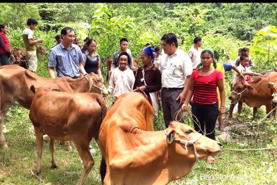 Trao 32 con bê giống cho các hộ dân Đan Lai