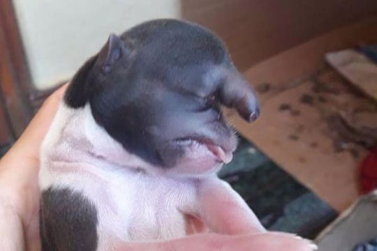 Kỳ lạ: Chó đầu khỉ lại có vòi