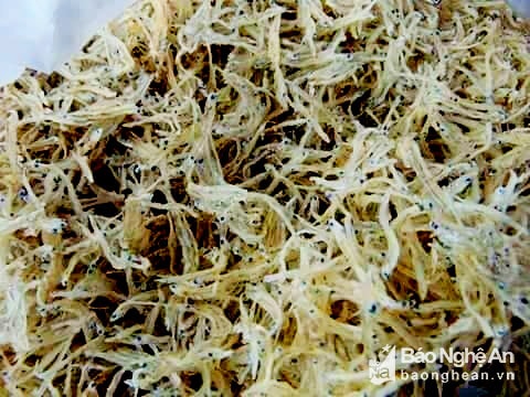 Cá mờm sữa ở Nghệ An xuất khẩu sang Nhật Bản, Hàn Quốc