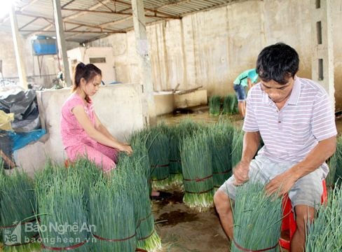 Hành hoa tiếp tục lên giá