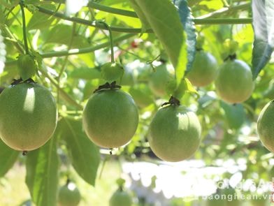 Nghệ An: Mừng và lo khi bổ sung quy hoạch cây chanh leo