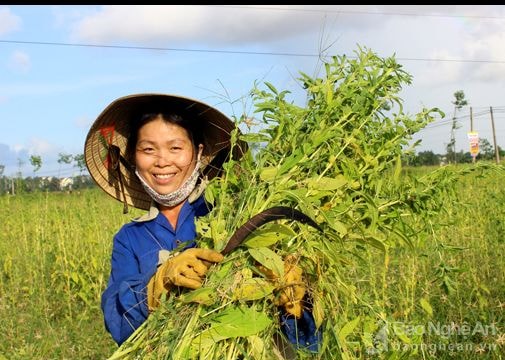 Nông dân Diễn Châu được mùa vừng